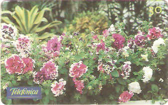 SP-0292 - Petúnia Dobrada